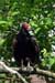 Turkey Vulture (Cathartes aura)