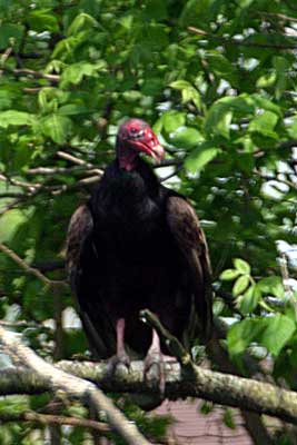 Turkey Vulture (Cathartes aura)