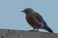 Western Bluebird (Sialia Mexicana)
