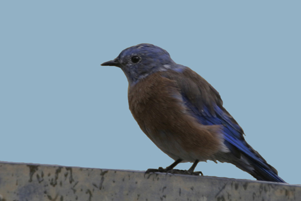 Western Bluebird (Sialia Mexicana)