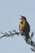 Western Meadowlark (Sturnella Neglecta)