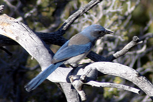 Western Scrub-jay (Aphelocoma californica)