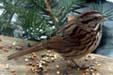White-crowned Sparrow (Zonotrichia leucophrys)