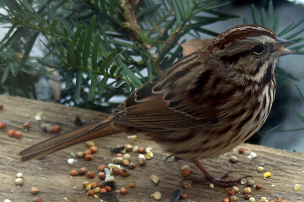 White-crowned Sparrow (Zonotrichia leucophrys)