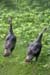 Wild Turkey (Meleagris gallopavo)