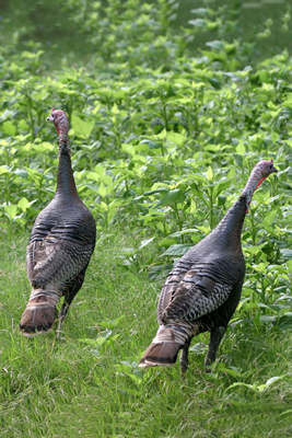 Wild Turkey (Meleagris gallopavo)