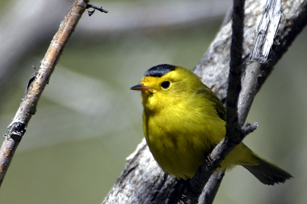 Wilson's Warbler (Wilsonia pusilla)