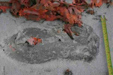 Footprint 23 Jan 2005 - 14