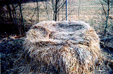 Nest - 26 Mar 2005