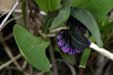 Flower001