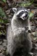 Northern Raccoon (Procyon lotor) 